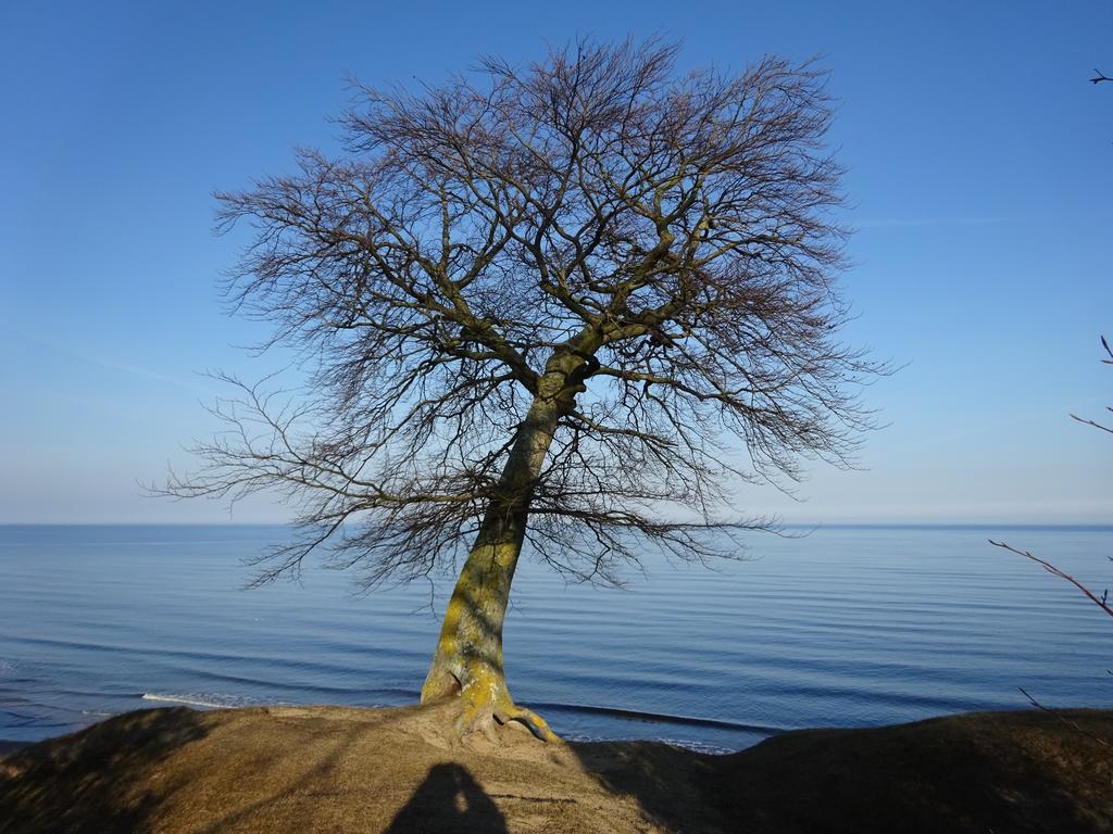 Solrosen I Simrishamn - Oesterlen ภายนอก รูปภาพ