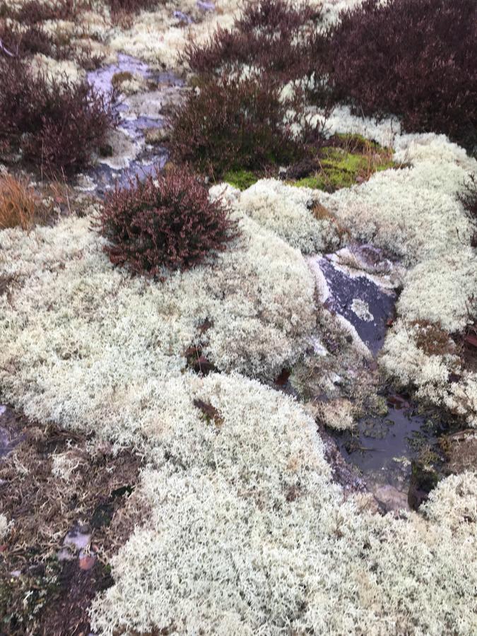 Solrosen I Simrishamn - Oesterlen ภายนอก รูปภาพ